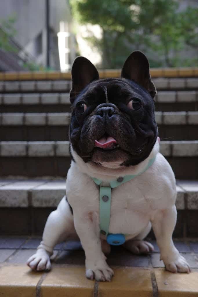 French Bulldog Itching