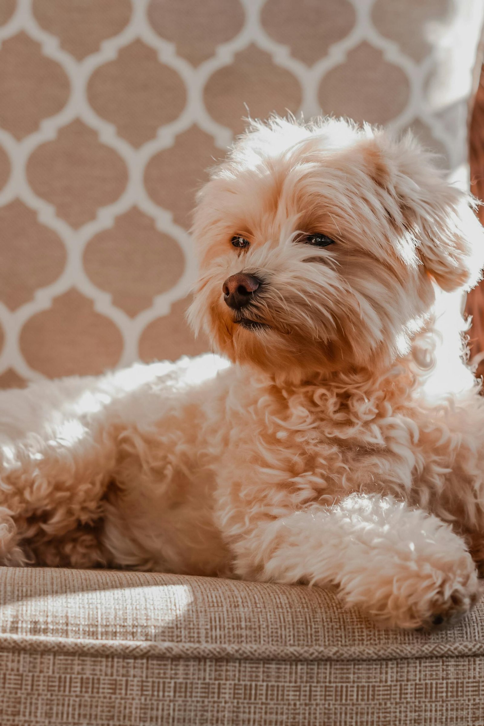 a maltipoo on a chair 6784803 scaled