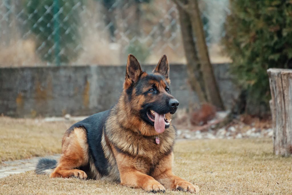 Adult German Shepherd as a Guard Dog Breed