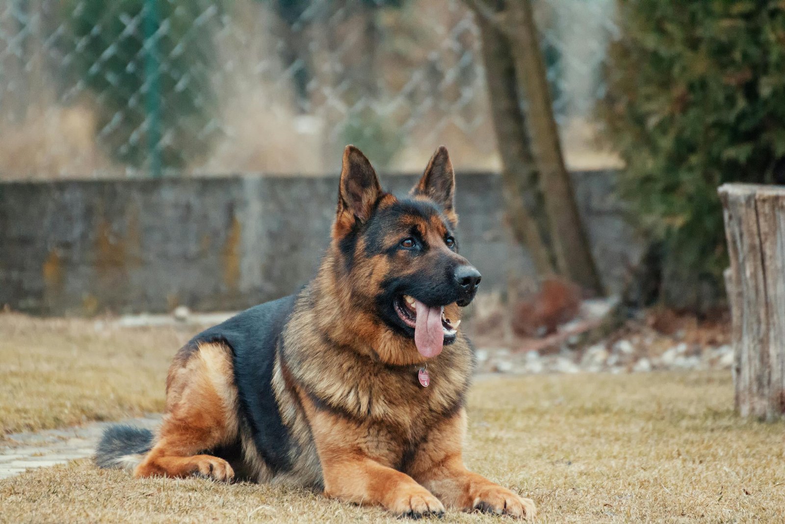 adult german shepherd lying on ground 333083 scaled