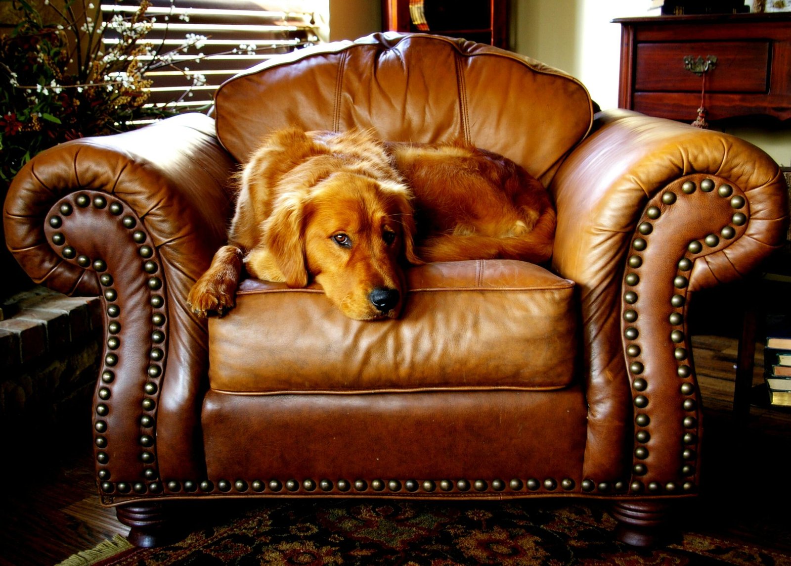 adult-red-retriever-lying-on-armchairs.jpg