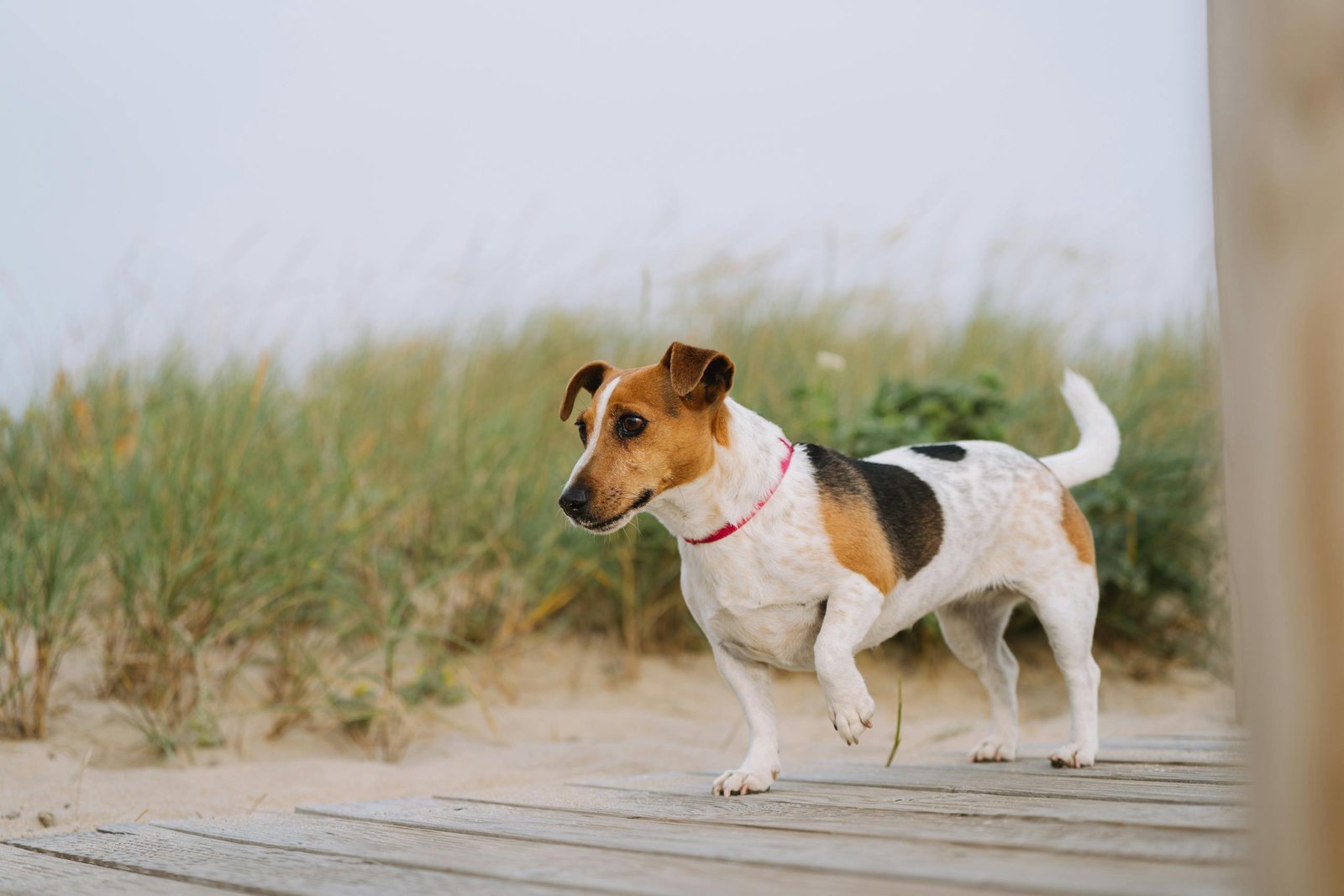 beagle walking on a path 26202784 scaled