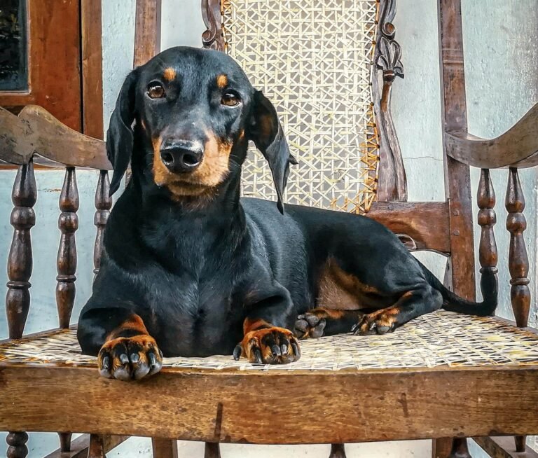 Black and Brown Dachshund on Brown Wooden Chair