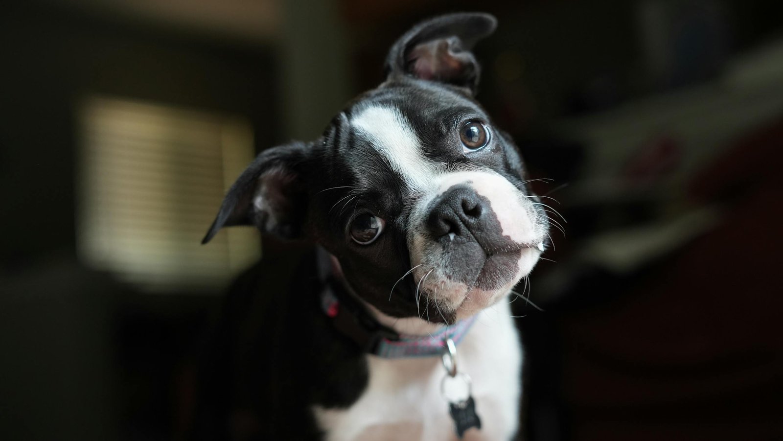 boston terrier puppy 26664424 scaled