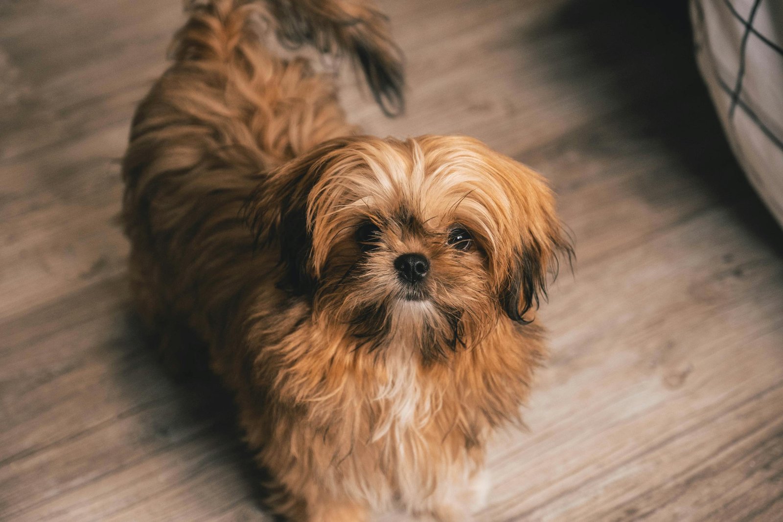 brown shih tzu puppy 3926490 scaled