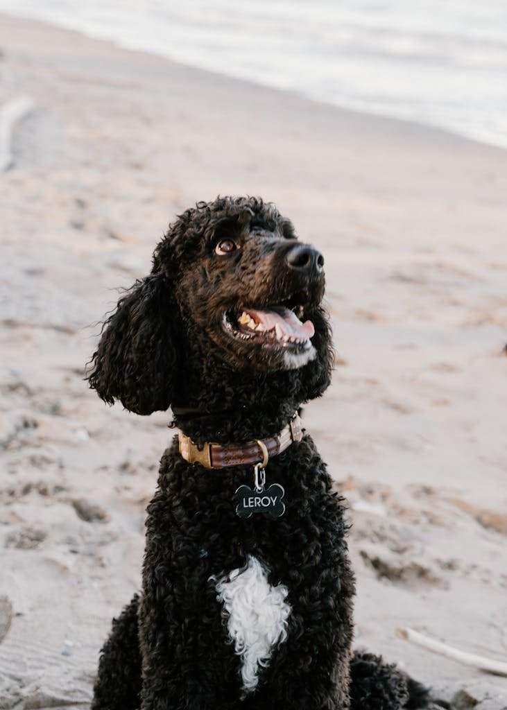 Close-up of a Black Poodle Dog Sitting on a Beach