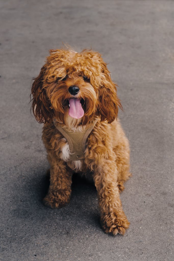 Close up of Cavapoo Dog