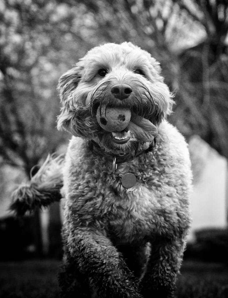 Close up of Cockapoo Dog