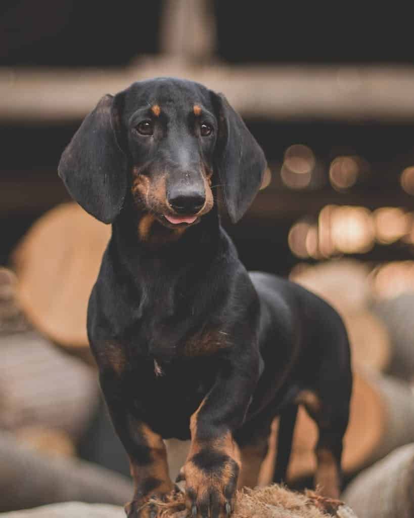 Dachshund