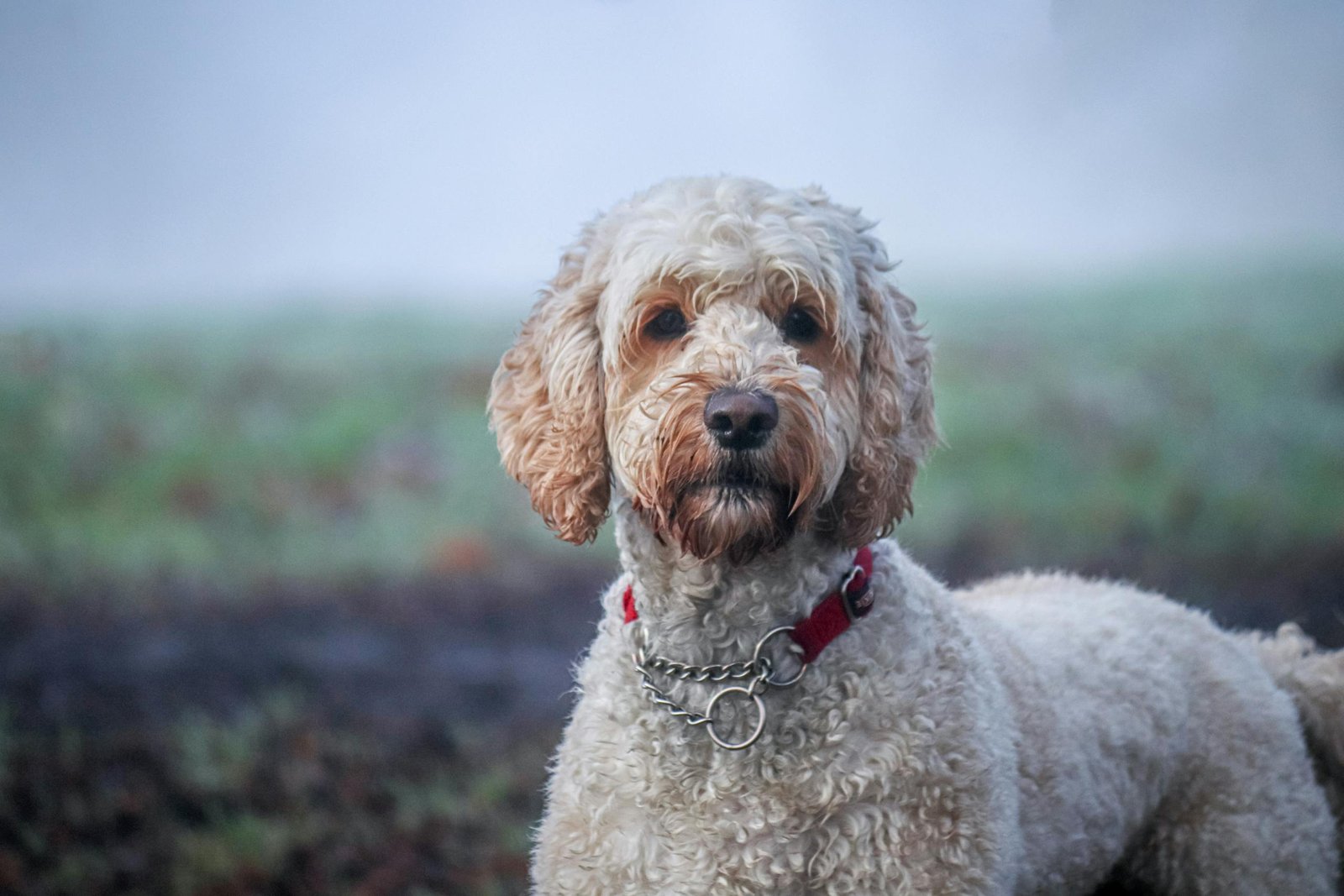 Doodle Dog Breeds-Labradoodle