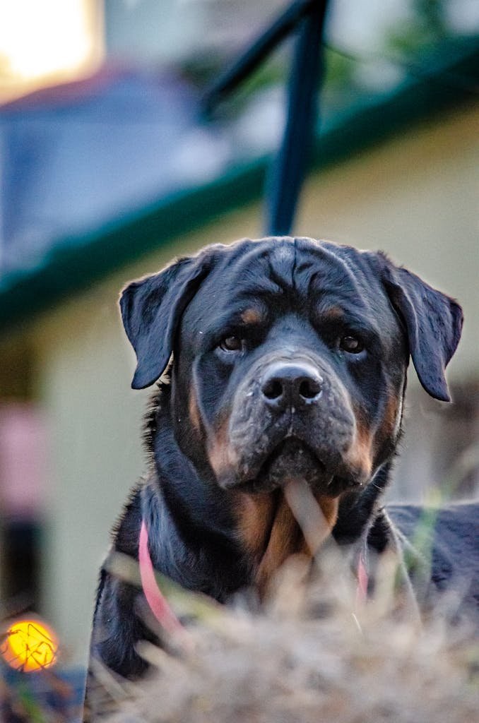 Close-Up Shot of a Rottweiler