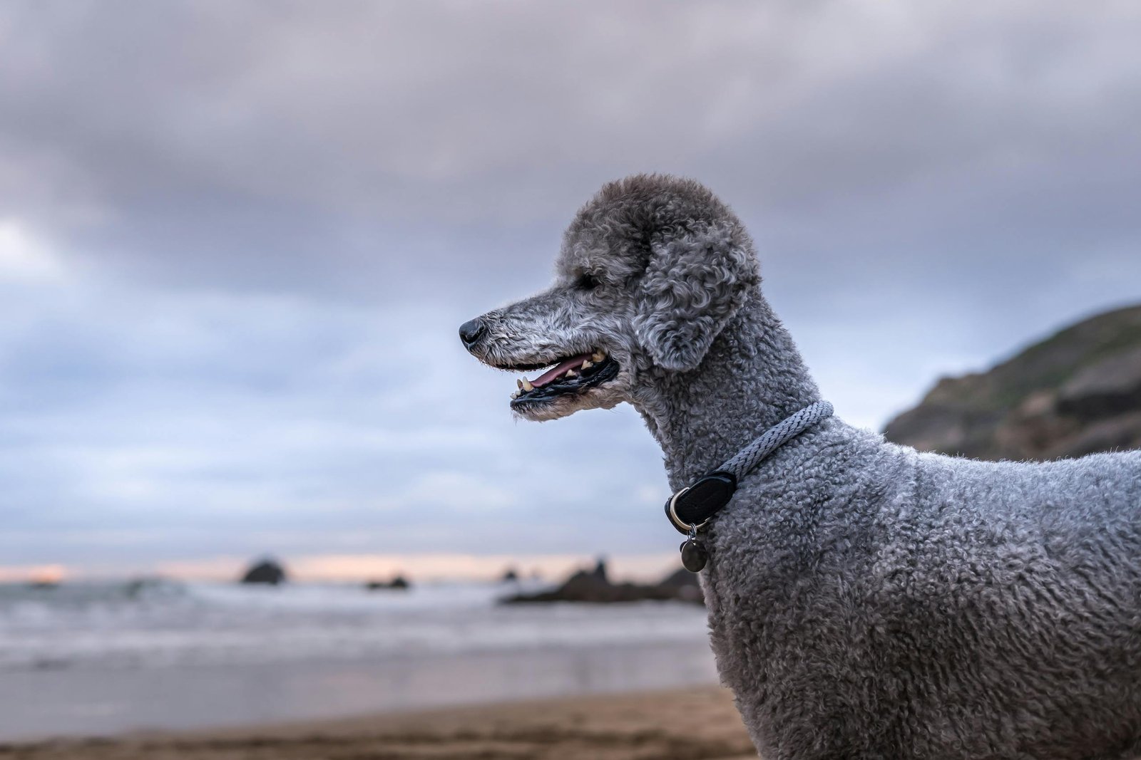 close up shot of a standard poodle 13642160 scaled