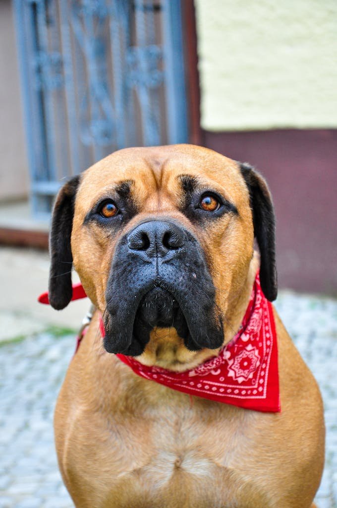 Close-Up Shot of Bullmastiff