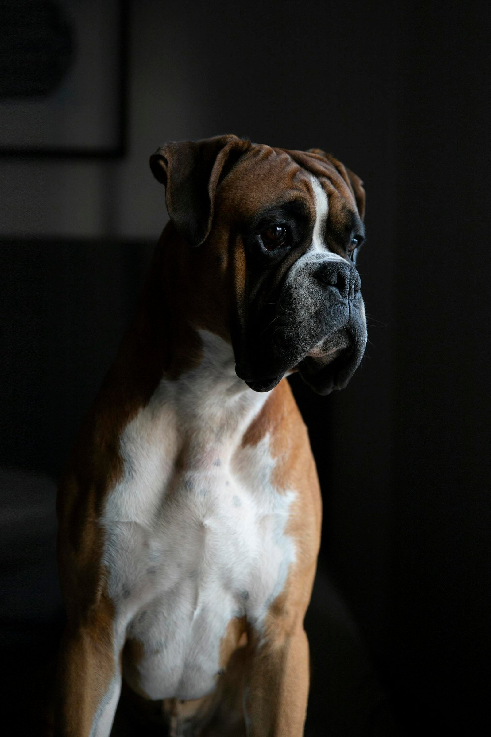 closeup photography of tan and white boxer 1294062 scaled