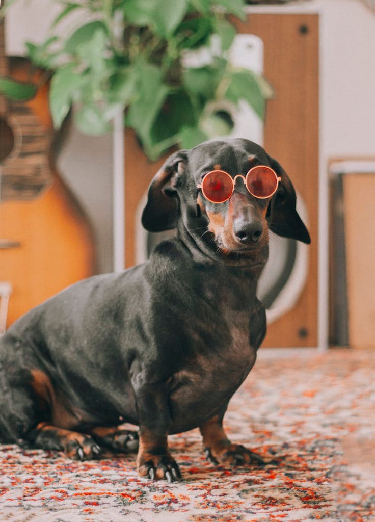 Dachshund in Sunglasses