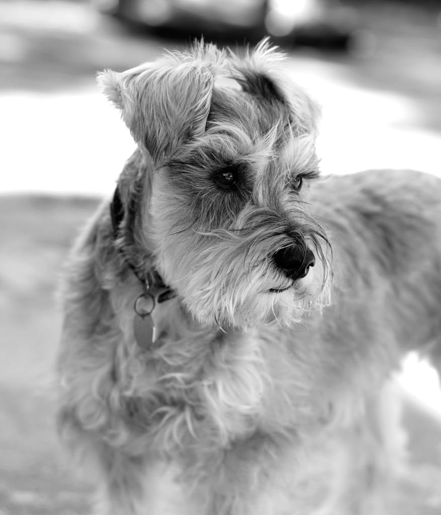 Grayscale Photo of a Schnauzer