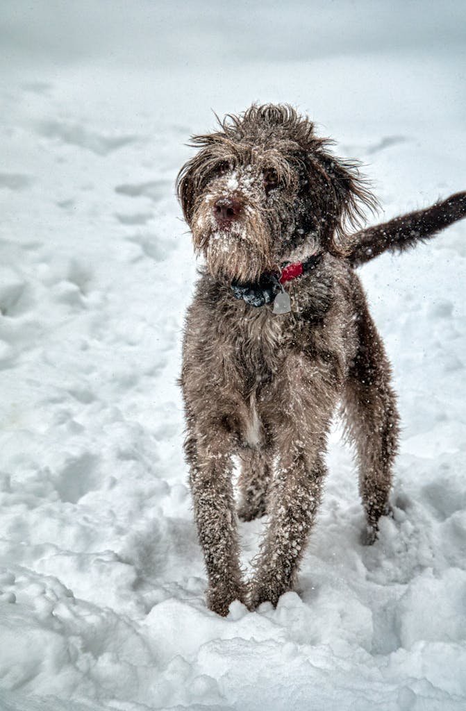 Top Poodle Crosses