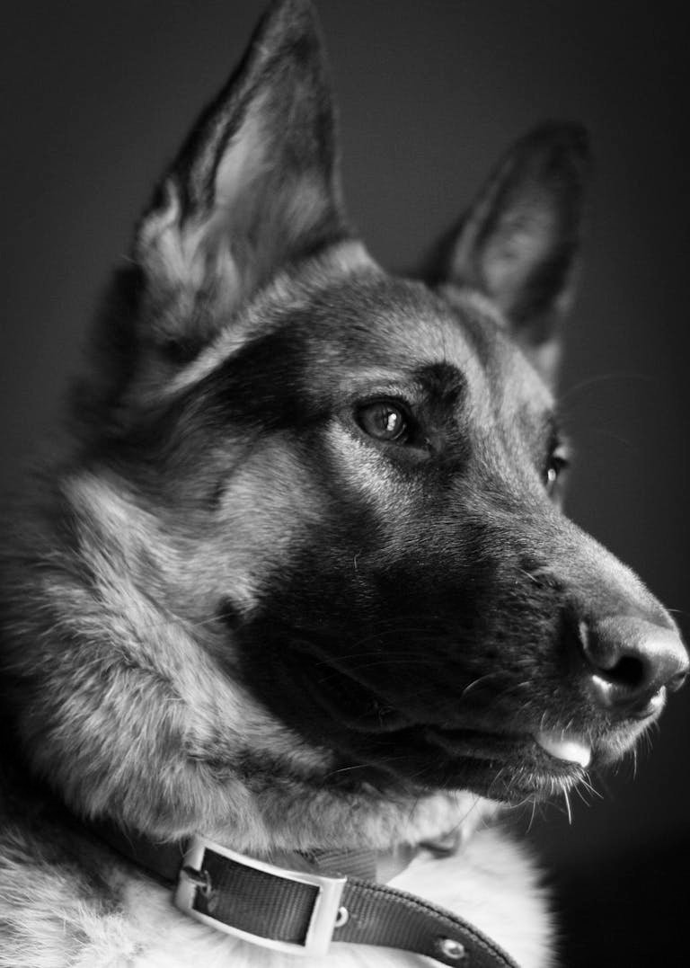 Hip Dysplasia in German Shepherds