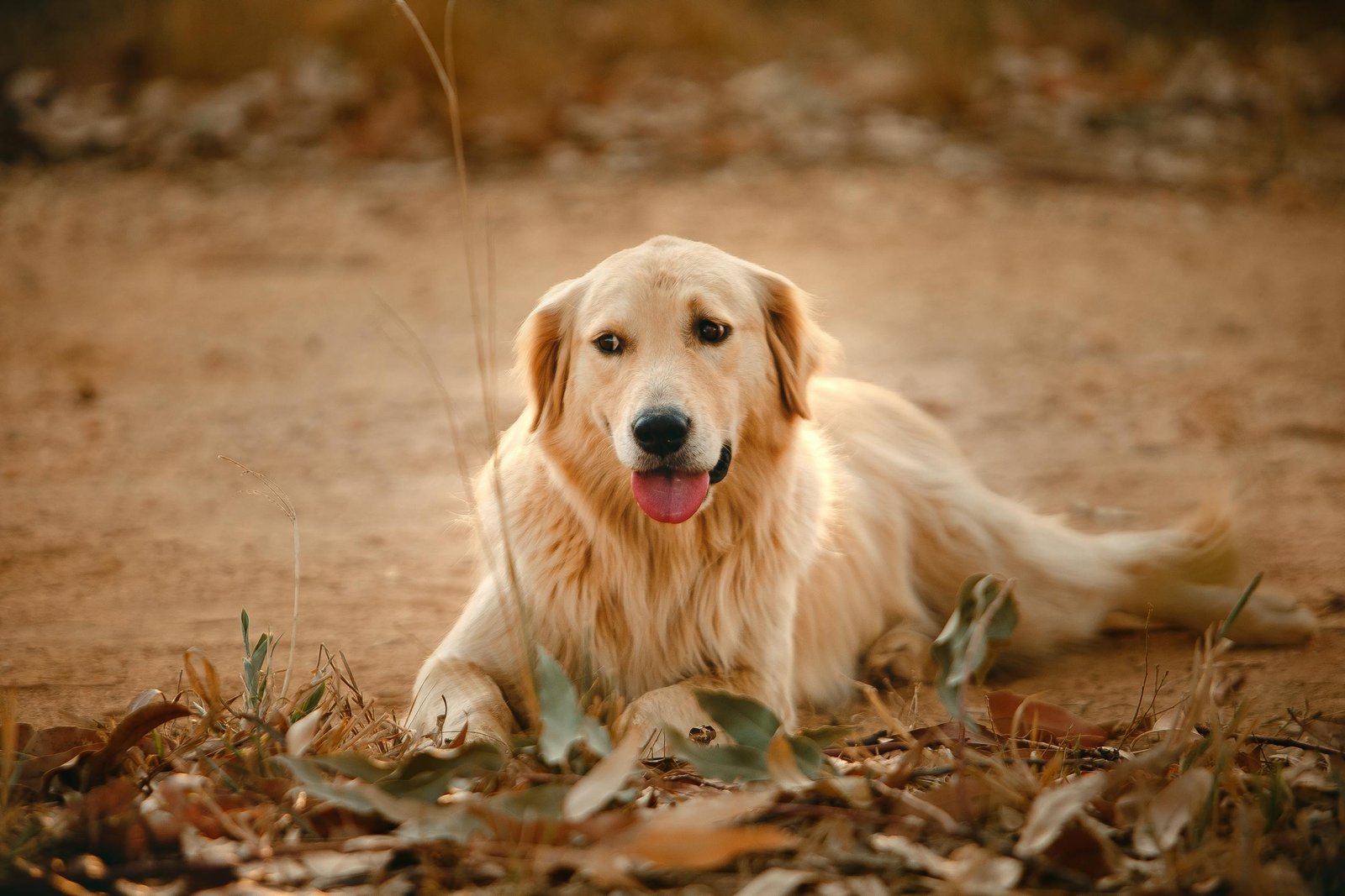 obedient golden retriever spending time in park 3752119 scaled