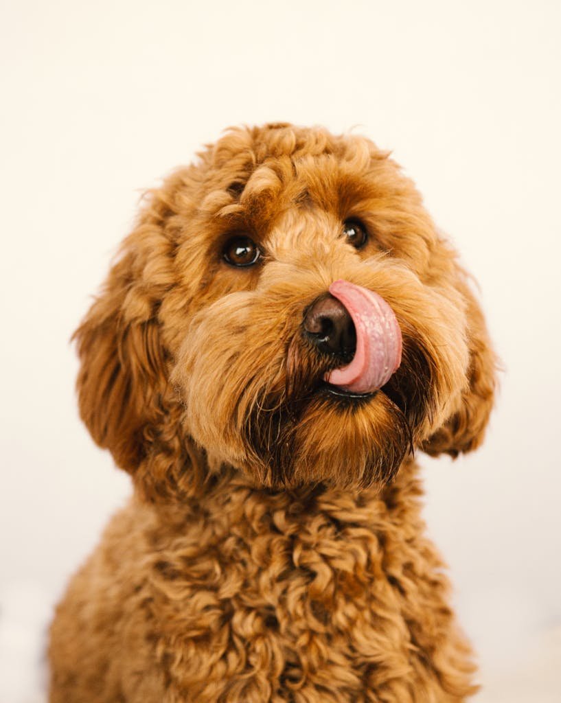 Goldendoodle Dog