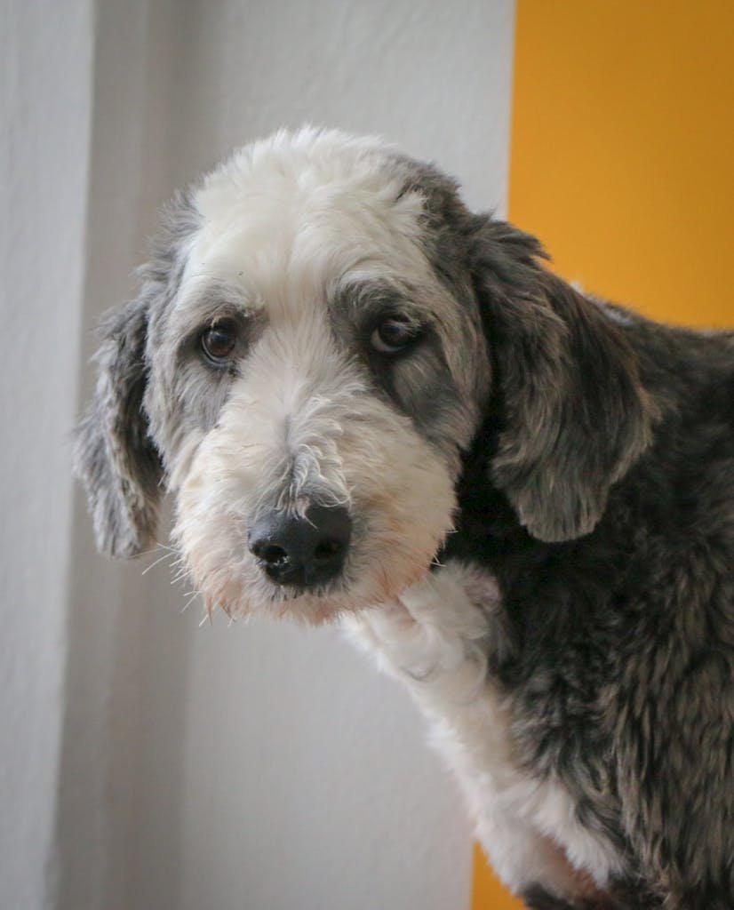 Sheepadoodle 