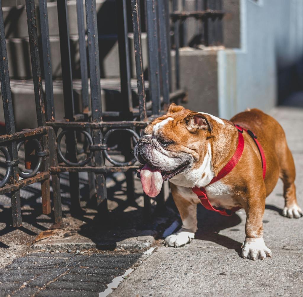 White And Brown English Bulldog