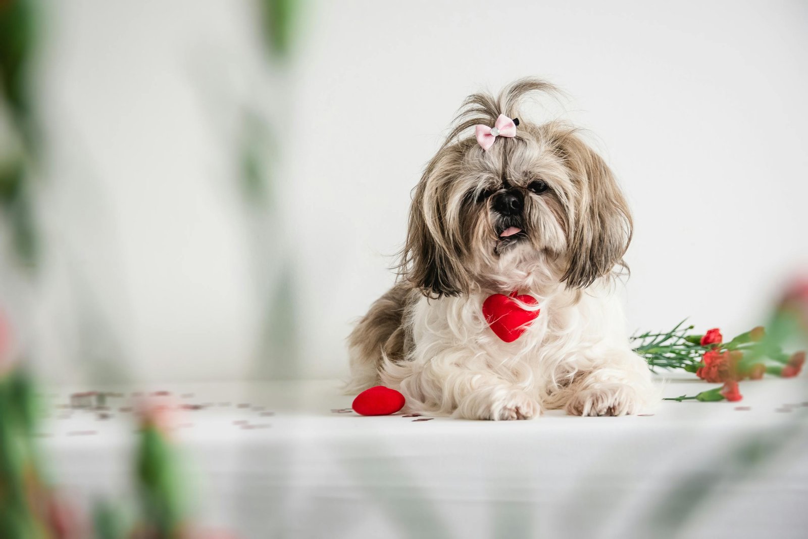 white and brown shih tzu sitting on the floor 3874703 scaled
