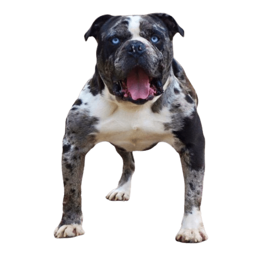 Alapaha Blue Blood Bulldog 1
