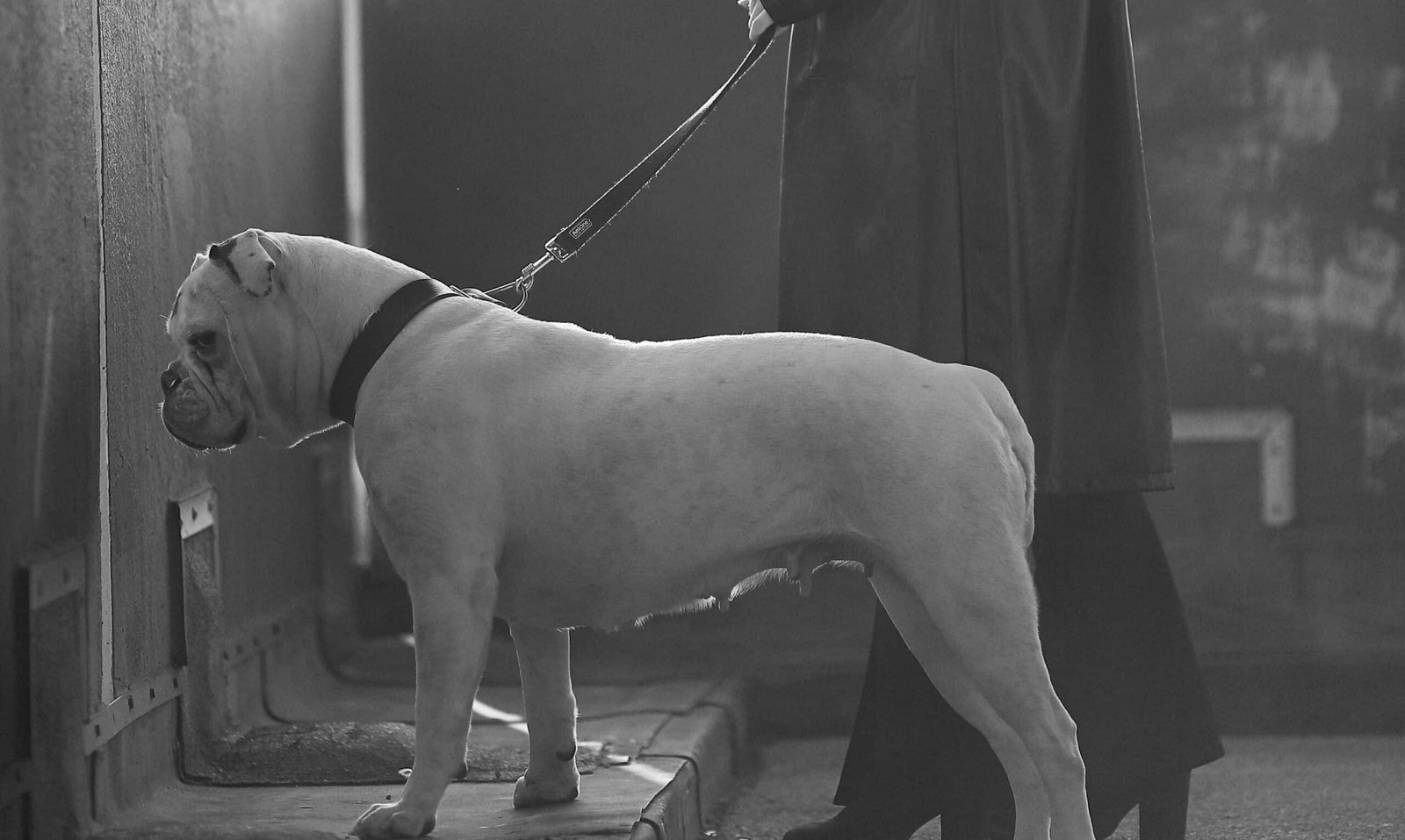 Olde English Bulldogge final scaled