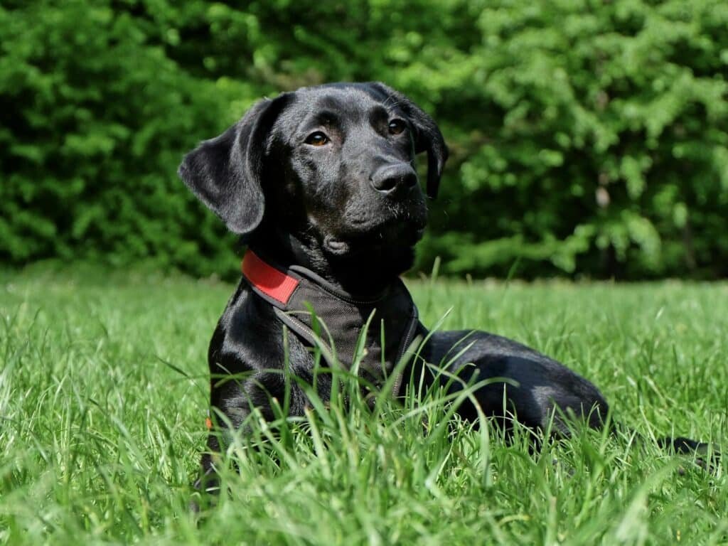 Black Labrador Retriever Lying on Grasses