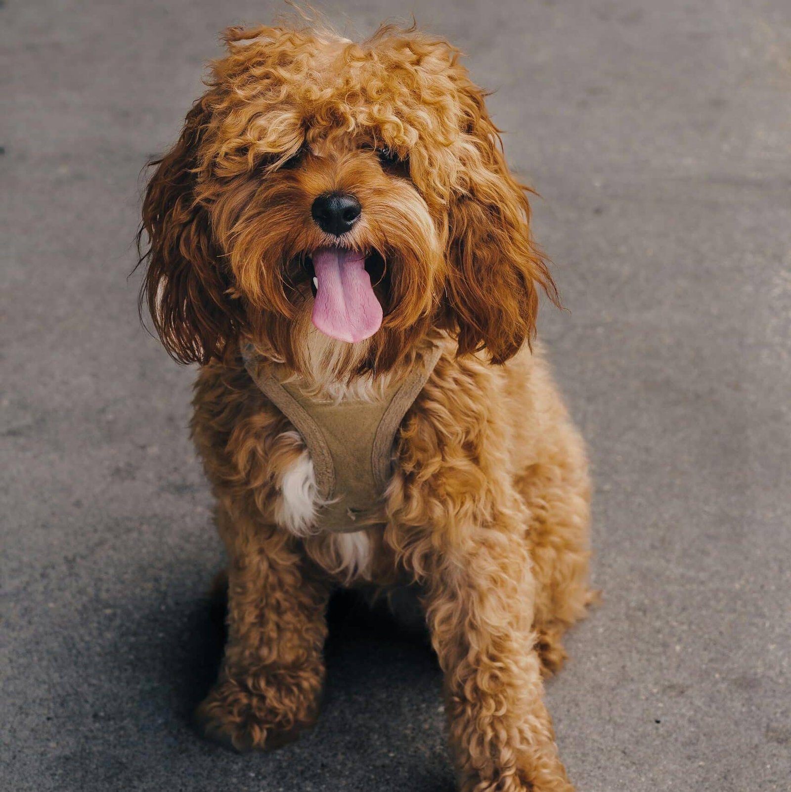 Close up of Cavapoo Dog