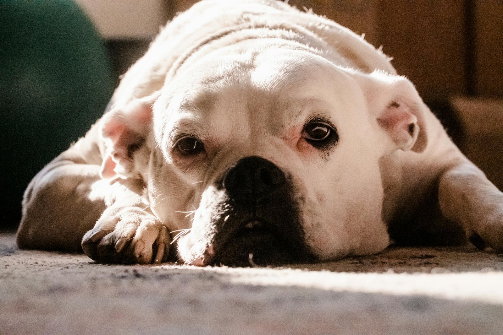 close up photo of a white american bulldog 14331272 scaled