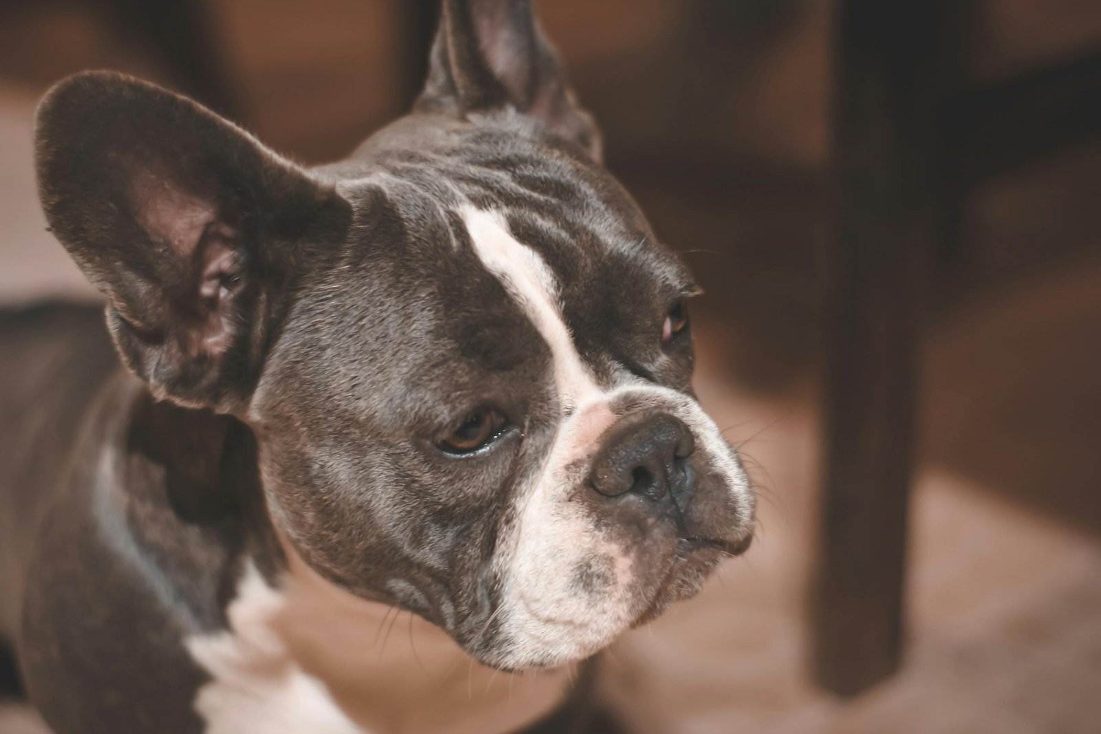 close up photo of french bulldog 2144292 scaled