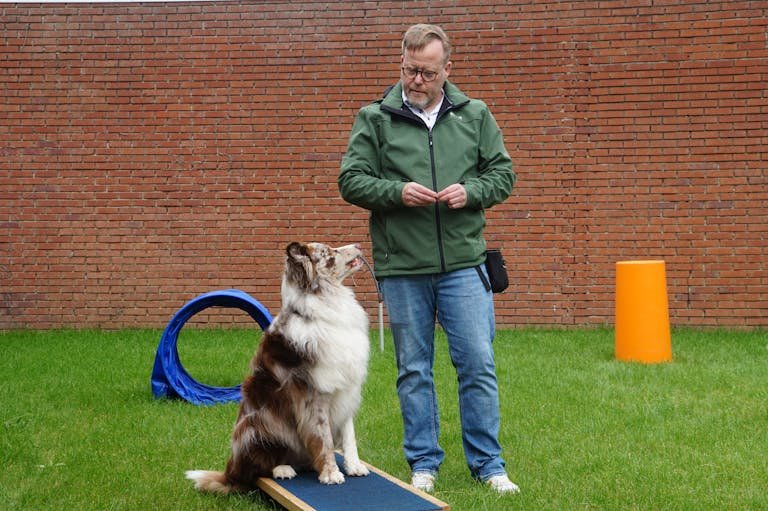 dog training bootcamp