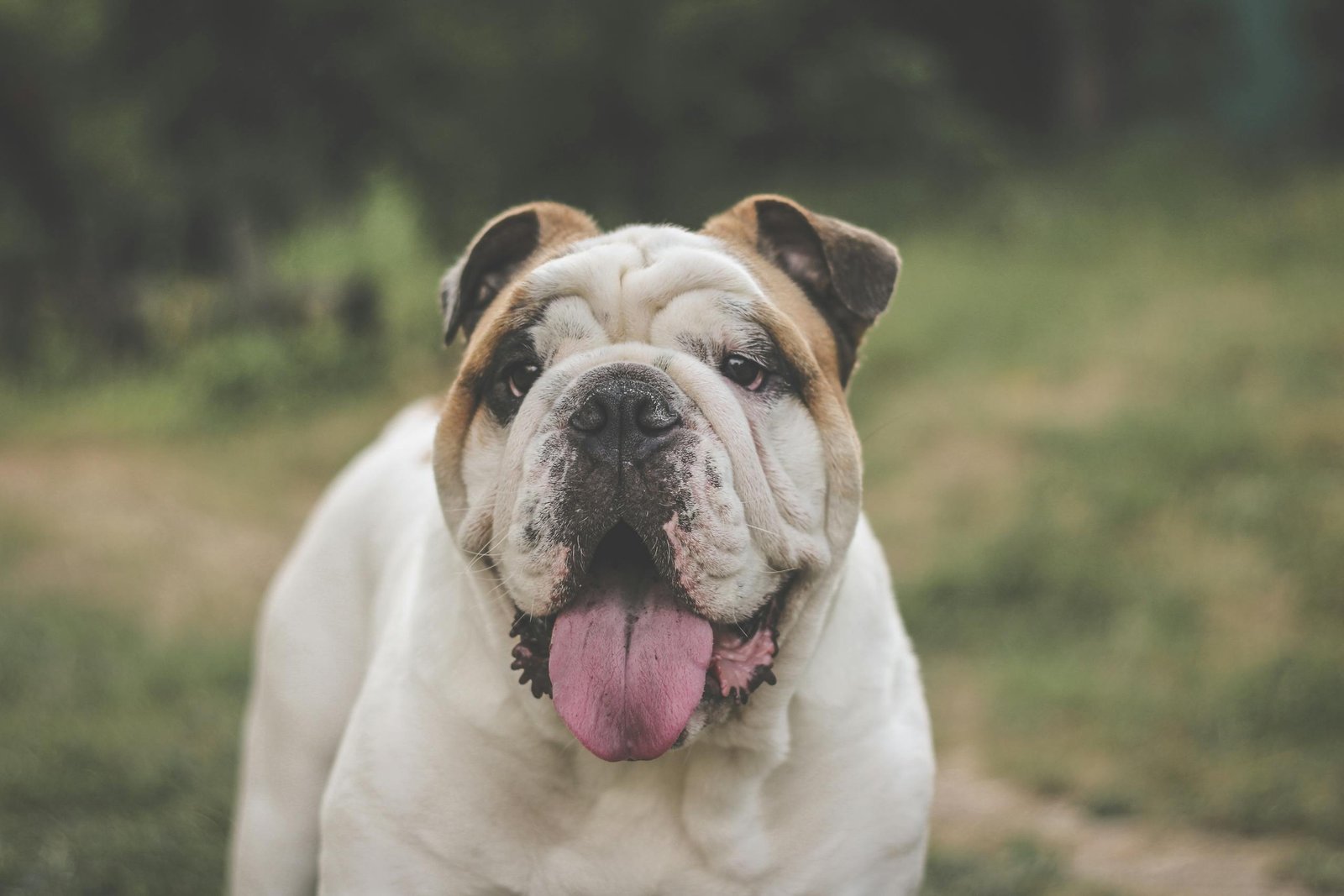 english bulldog 26150686 scaled