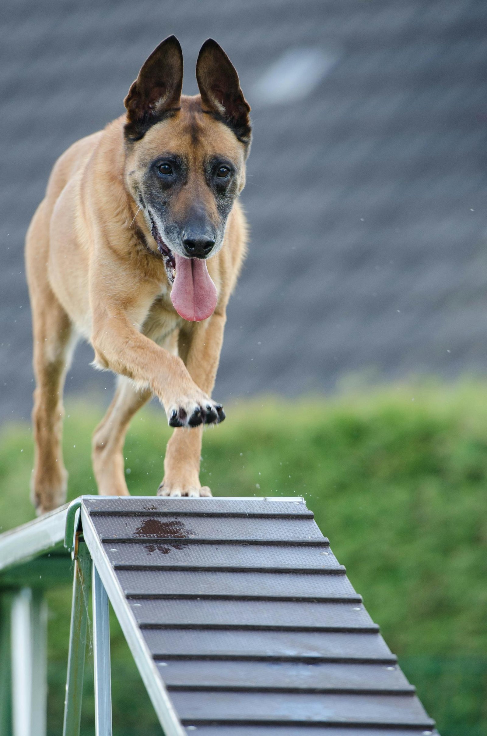 Personal Dog Training